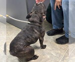 Small #2 French Bulldog