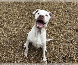 Barnaby - Male American Bulldog-Unknown Mix Dog for Adoption - Photo #3