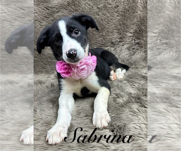 Medium Photo #2 Australian Shepherd-Unknown Mix Puppy For Sale in Grafton, WI, USA