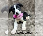 Small #1 Australian Shepherd Mix