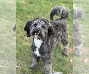 Poovanese Dogs for adoption in Phoenix, AZ, USA