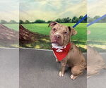 Small #1 Bullypit