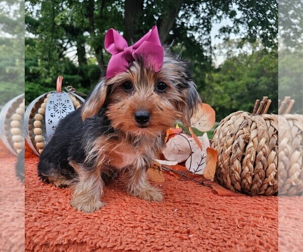 Medium Photo #2 Yorkshire Terrier Puppy For Sale in INDIANAPOLIS, IN, USA
