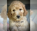 Small Photo #26 Goldendoodle Puppy For Sale in CROTON, MI, USA