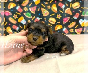 Yorkshire Terrier Puppy for sale in WINNSBORO, LA, USA