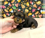 Small Yorkshire Terrier
