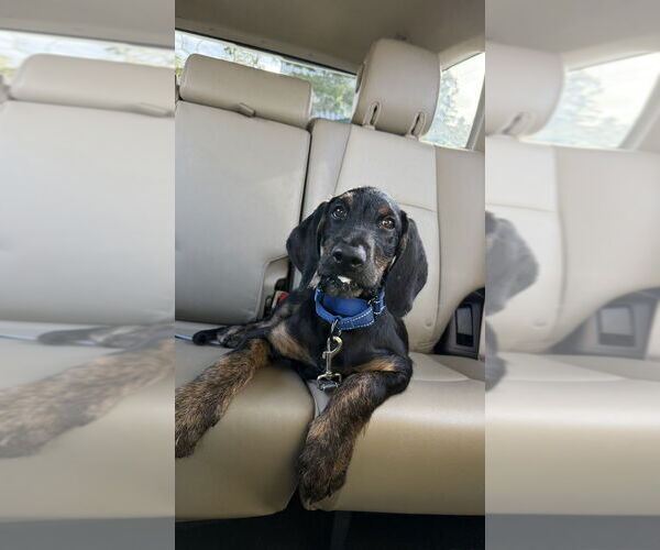 Medium Photo #1 Coonhound-Golden Retriever Mix Puppy For Sale in San Diego , CA, USA