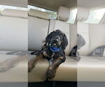 Small Coonhound-Golden Retriever Mix