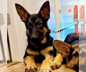 German Shepherd Dog Dogs for adoption in Spring Lake, NC, USA