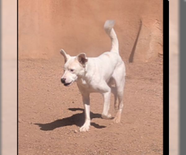 Medium Photo #2 Australian Shepherd-Unknown Mix Puppy For Sale in Pena Blanca, NM, USA