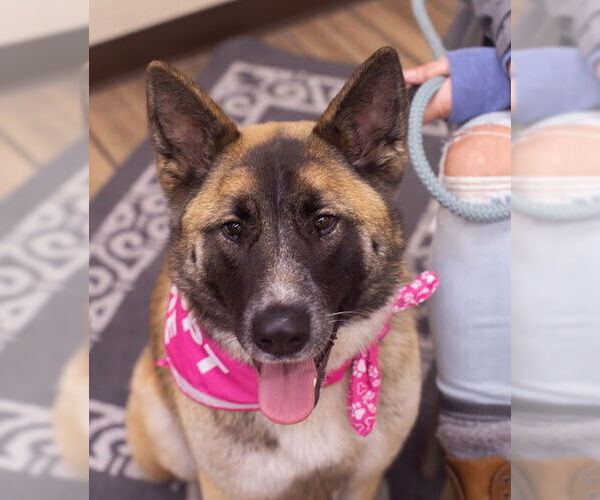 Medium Photo #3 German Shepherd Dog Puppy For Sale in Cupertino, CA, USA