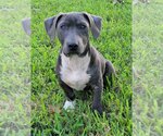 Small #7 Mutt