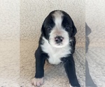Small Photo #10 Aussiedoodle-Bernedoodle Mix Puppy For Sale in BOISE, ID, USA