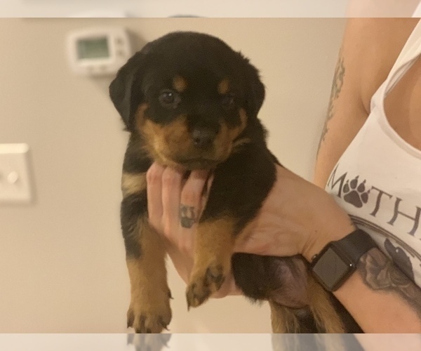 Medium Photo #4 Rottweiler Puppy For Sale in ANGIER, NC, USA