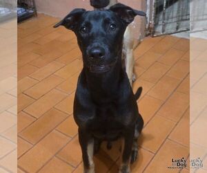 Blackie - Male Labrador Retriever-Unknown Mix Dog for Adoption - Photo #3