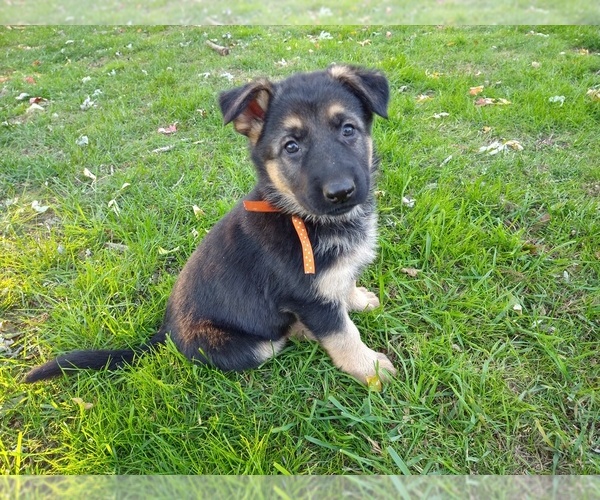 Medium Photo #1 German Shepherd Dog Puppy For Sale in OAK GROVE, OR, USA