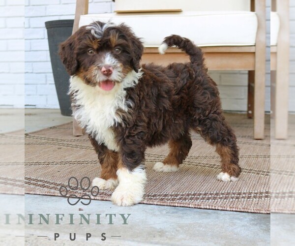 Medium Photo #3 Bernedoodle (Miniature) Puppy For Sale in PARADISE, PA, USA