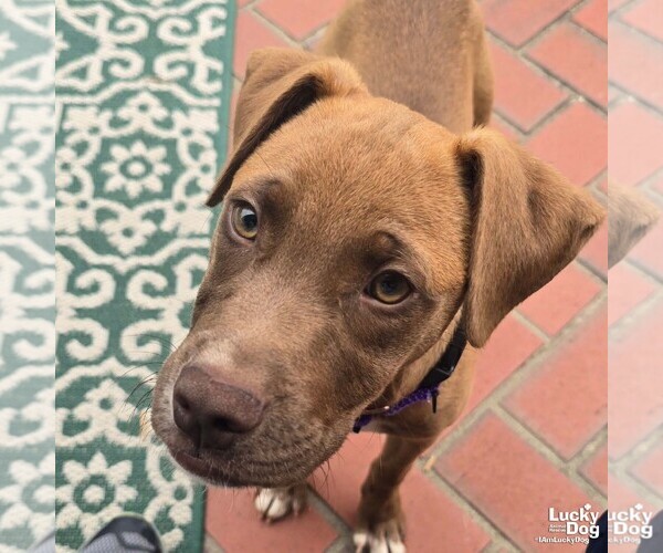 Medium Photo #2 Labrador Retriever-Unknown Mix Puppy For Sale in Washington, DC, USA