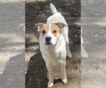 Small Beagle