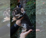 Small #2 French Bulldog