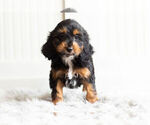 Small Photo #8 Cockapoo Puppy For Sale in WARSAW, IN, USA