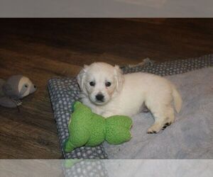English Cream Golden Retriever Puppy for sale in SELLERSBURG, IN, USA