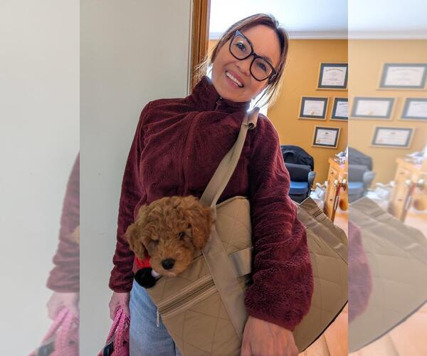 Medium Photo #2 Goldendoodle Puppy For Sale in WILKES BARRE, PA, USA