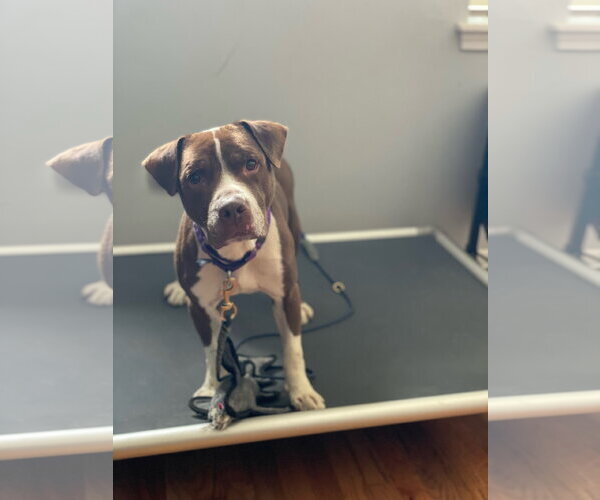 Medium Photo #1 Mutt Puppy For Sale in Crete, IL, USA