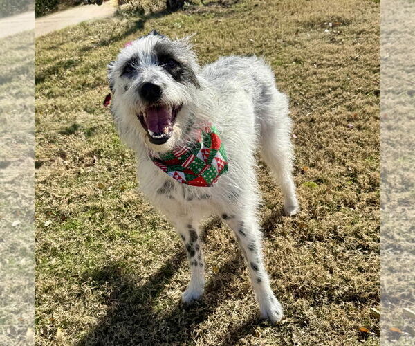 Medium Photo #3 Dalmatian-Old English Sheepdog Mix Puppy For Sale in Fort Worth, TX, USA