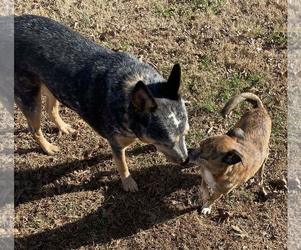 Medium Photo #4 Mutt Puppy For Sale in Garden City, NY, USA
