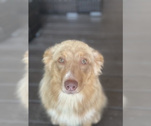 Mother of the Australian Shepherd puppies born on 02/05/2023