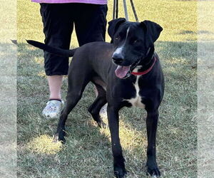 Mutt Dogs for adoption in Rustburg, VA, USA