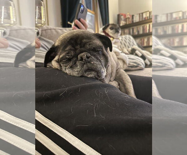 Medium Photo #2 Pug Puppy For Sale in Indianapolis, IN, USA