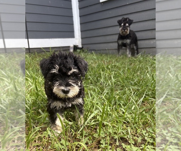 Medium Photo #7 Schnauzer (Miniature) Puppy For Sale in CATSKILL, NY, USA