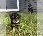Litter of 6 - Male(s) and Female(s) Schnauzer (Miniature)Litter of Puppies for Sale - Photo #7