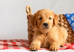 Small Photo #30 Golden Retriever Puppy For Sale in EX SPGS, MO, USA