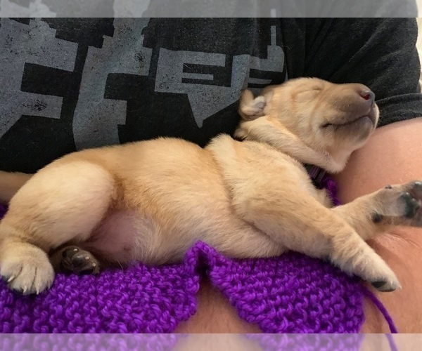 Medium Photo #9 Labrador Retriever Puppy For Sale in LITTLE ROCK, AR, USA