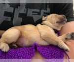 Small Photo #9 Labrador Retriever Puppy For Sale in LITTLE ROCK, AR, USA