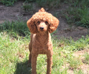 Father of the Cavapoo puppies born on 06/22/2025