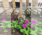 Small #2 Pomeranian