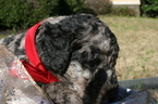 Small Photo #5 Aussiedoodle-Poodle (Standard) Mix Puppy For Sale in ENTERPRISE, AL, USA