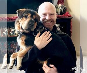 Stevie Nicks - Female Chinese Shar-Pei-Unknown Mix Dog for Adoption - Photo #4