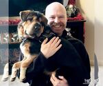 Small Photo #4 Chinese Shar-Pei-Unknown Mix Puppy For Sale in Washington, DC, USA
