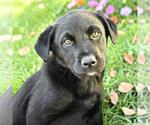 Small Labrador Retriever Mix