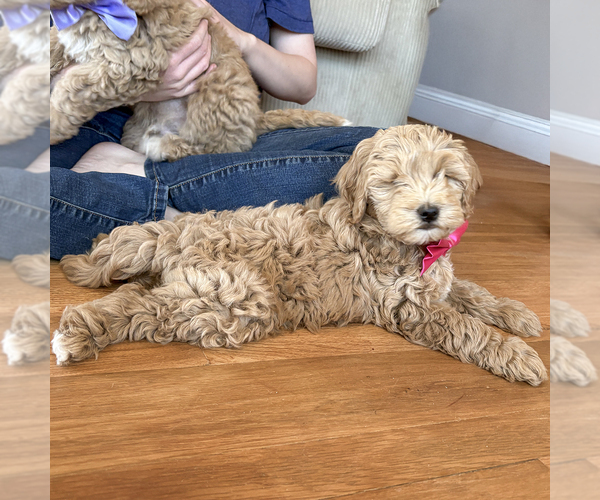 Medium Photo #3 Goldendoodle (Miniature) Puppy For Sale in ROY, UT, USA