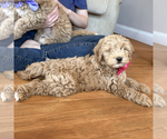 Small #2 Goldendoodle (Miniature)