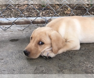 Labrador Retriever Puppy for sale in SACRED HEART, MN, USA