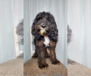 Cavapoo Dog for Adoption in GOSHEN, Indiana USA