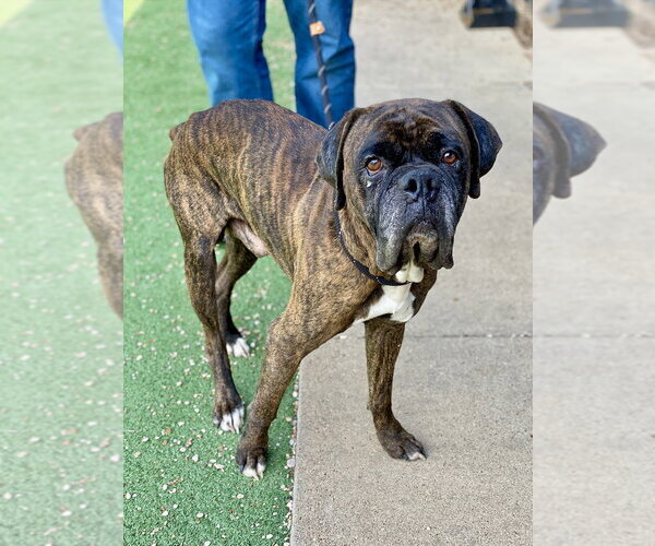 Medium Photo #2 Boxer Puppy For Sale in Austin, TX, USA
