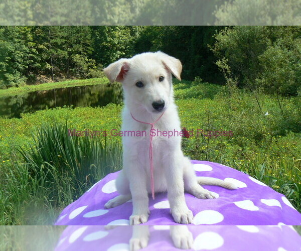 Medium Photo #10 German Shepherd Dog Puppy For Sale in PIEDMONT, MO, USA
